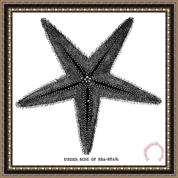 Others Starfish Framed Painting