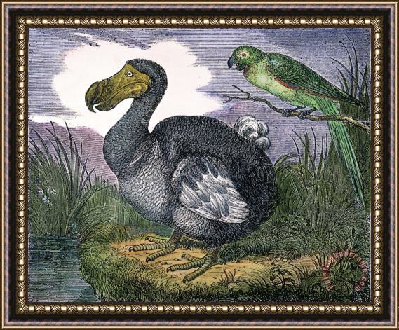 Others The Mauritius Dodo Framed Painting