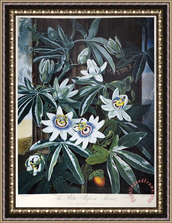 Others Thornton: Passion-flower Framed Painting