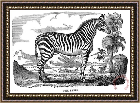 Others Zebra Framed Print