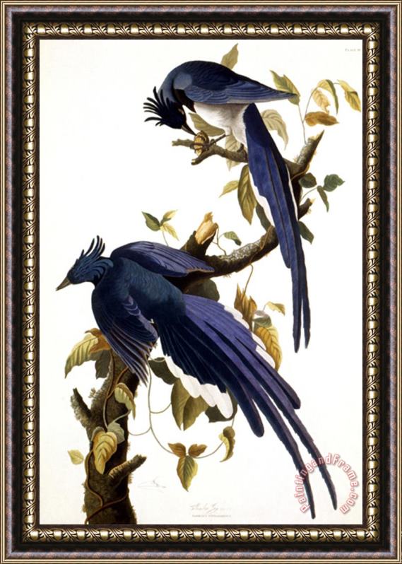 Pablo Picasso John James Audubon Columbia Jay 1830 Framed Print