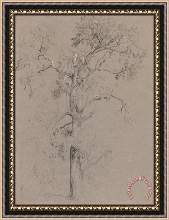 Peter de Wint Ash Tree in Ashstead Park Framed Print