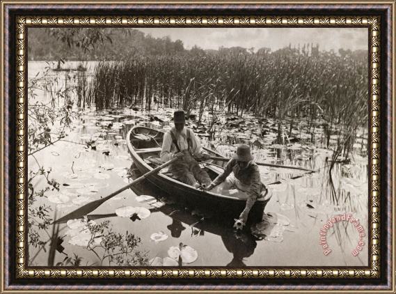 Peter Henry Emerson Gathering Waterlilies Framed Print