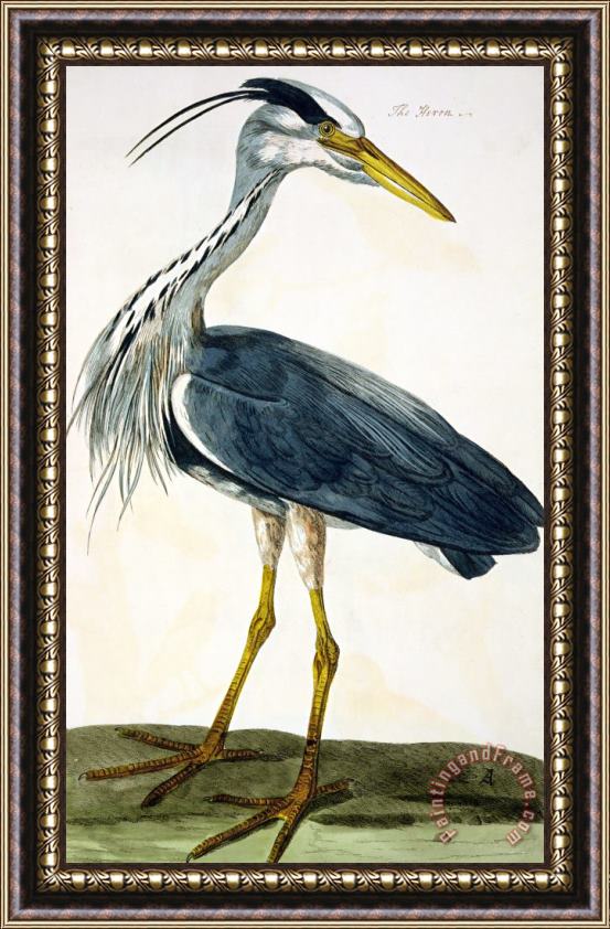 Peter Paillou The Heron Framed Painting