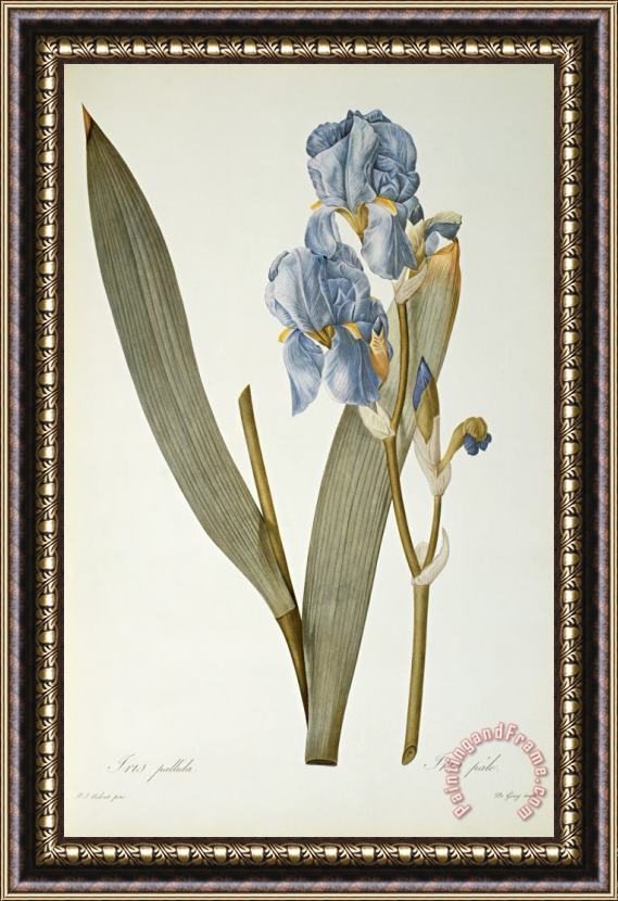 Pierre Joseph Redoute Iris Pallida Framed Print