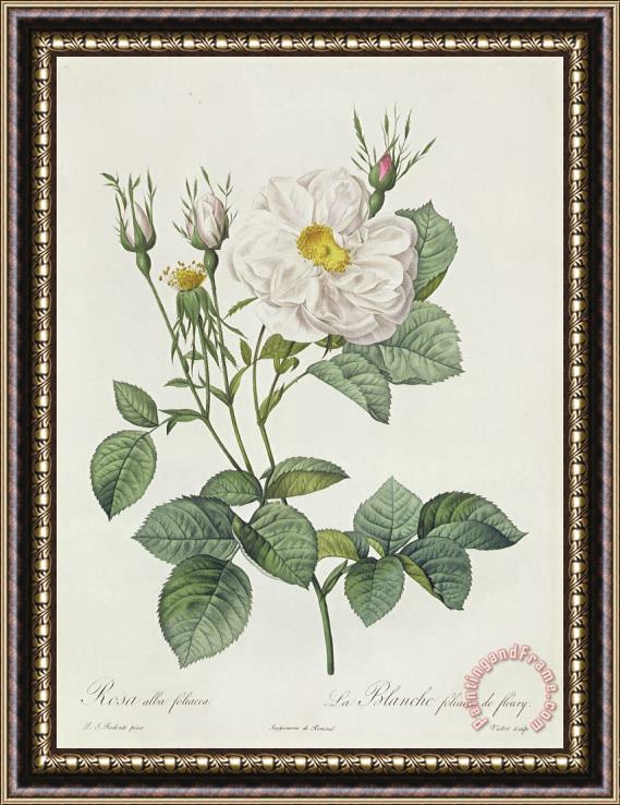 Pierre Joseph Redoute Rosa Alba Foliacea Framed Painting
