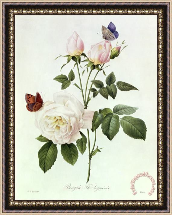 Pierre Joseph Redoute Rosa Bengale the Hymenes Framed Painting