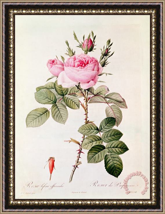 Pierre Joseph Redoute Rosa Bifera Officinalis Framed Painting