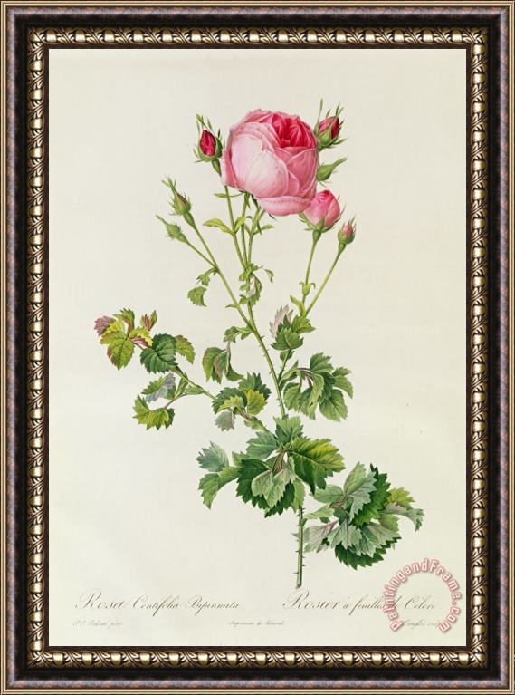 Pierre Joseph Redoute Rosa Centifolia Bipinnata Framed Print