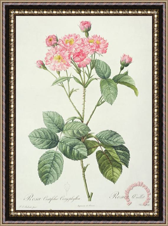 Pierre Joseph Redoute Rosa Centifolia Caryophyllea Framed Print