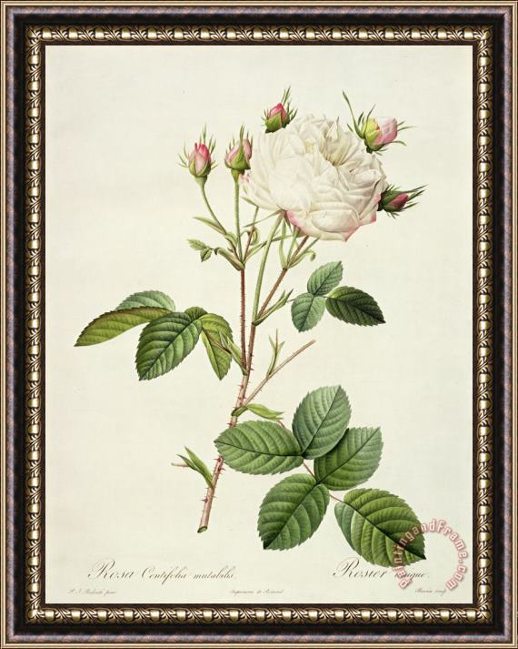 Pierre Joseph Redoute Rosa Centifolia Mutabilis Framed Print
