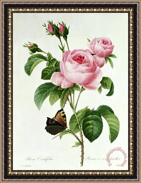 Pierre Joseph Redoute Rosa Centifolia Framed Print