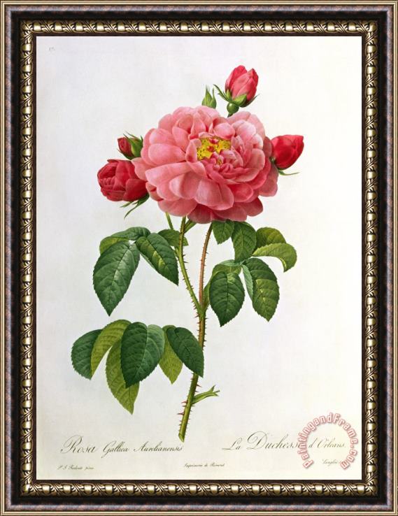 Pierre Joseph Redoute Rosa Gallica Aurelianensis Framed Print