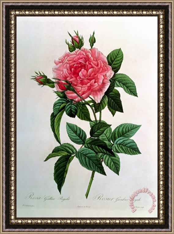 Pierre Joseph Redoute Rosa Gallica Regallis Framed Painting