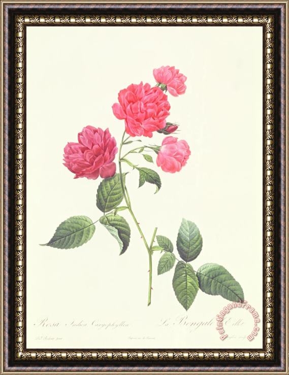Pierre Joseph Redoute Rosa Indica Caryophyllea Framed Print