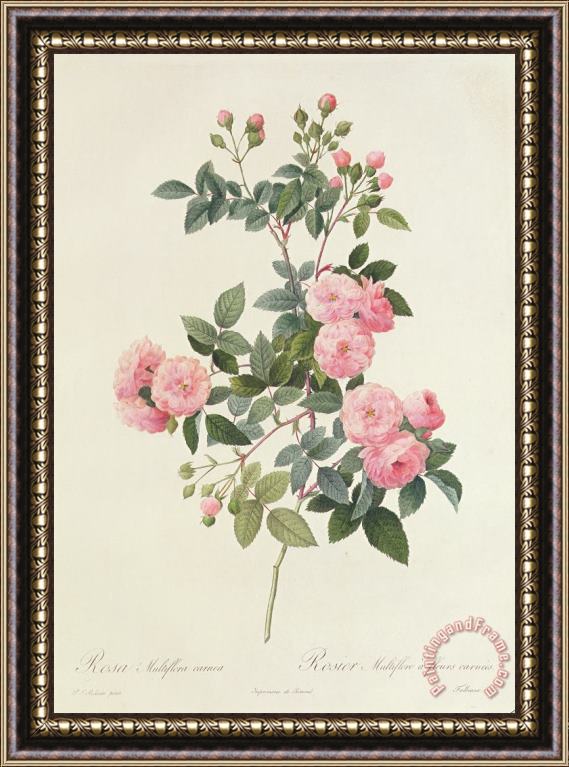 Pierre Joseph Redoute Rosa Multiflora Carnea Framed Print