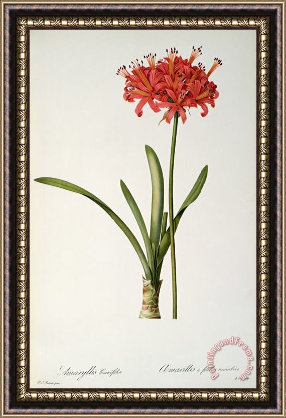 Pierre Redoute Amaryllis Curvifolia Framed Print