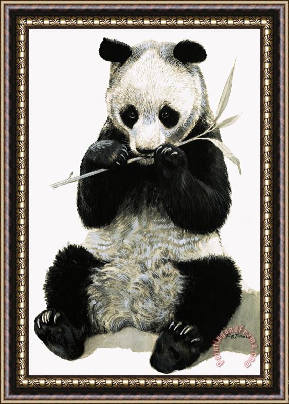 R B Davis Panda Framed Print