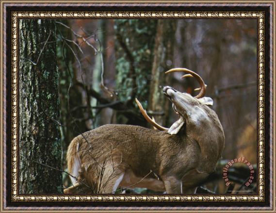 Raymond Gehman A 12 Point White Tailed Deer Buck Stretching His Neck Framed Painting