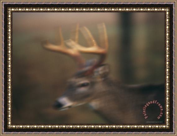 Raymond Gehman A 8 Point White Tailed Deer Buck on a Foggy Morning Framed Print