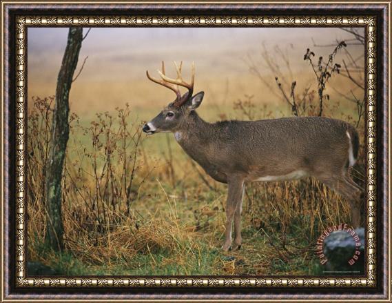 Raymond Gehman A 8 Point White Tailed Deer Buck on a Foggy Morning Framed Painting