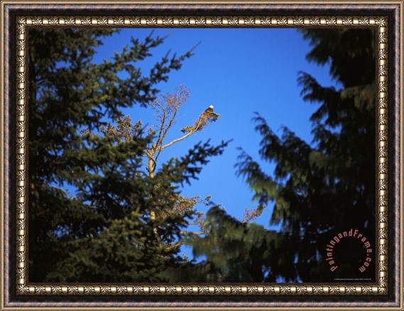 Raymond Gehman A Bald Eagle Haliaeetus Leucocephalus Rests in a Bare Tree Top Framed Painting