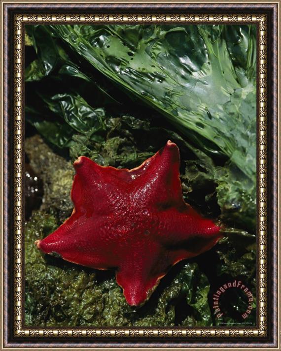 Raymond Gehman A Bat Star Patiria Miniata Edges Across Sea Lettuce Ulva Lactuca Framed Print