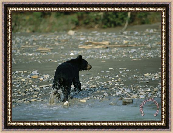Raymond Gehman A Black Bear Walks Along The Shoreline of The Mackenzie River Framed Painting