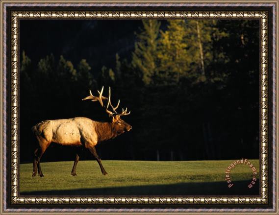 Raymond Gehman A Bull Elk Crosses a Fairway at The Banff Springs Hotel Framed Print