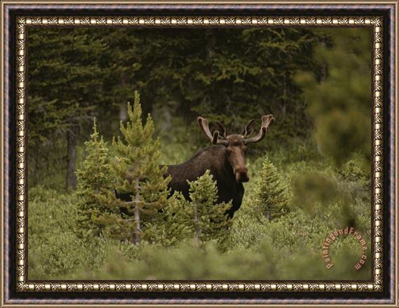 Raymond Gehman A Bull Moose Stops for a Photograph Near Paint Rock Lakes Framed Painting
