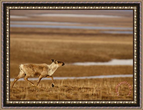 Raymond Gehman A Caribou Heads Across The Tundra During Its Migration Framed Print