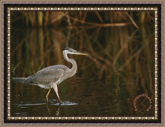 Raymond Gehman A Close View of a Great Blue Heron Framed Painting