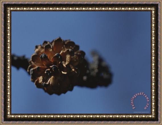 Raymond Gehman A Close View of a Lodgepole Pine Cone Burnt by a Forest Fire Framed Painting