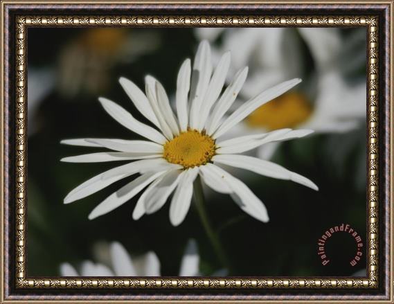 Raymond Gehman A Close View of a Spreading Fleabane Framed Painting