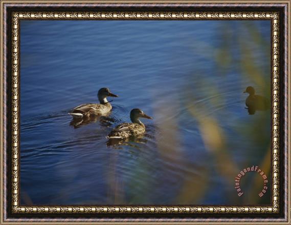 Raymond Gehman A Close View of Ducks Swimming in Water Framed Print