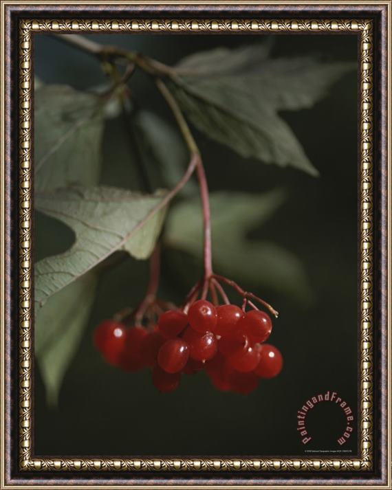 Raymond Gehman A Close View of Hawthorn Tree Berries Framed Painting