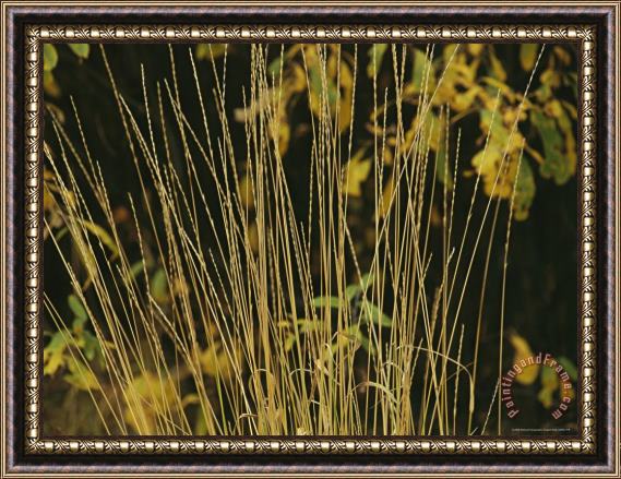 Raymond Gehman A Close View of Sedges Framed Painting