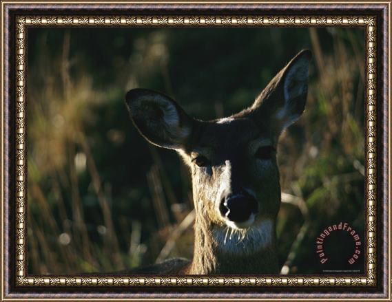 Raymond Gehman A Close View of The Face of a White Tailed Deer Framed Painting