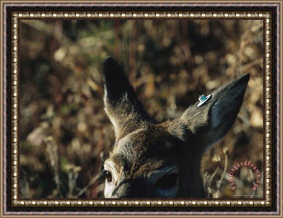 Raymond Gehman A Close View of The Tagged Ear of a White Tailed Deer Framed Print
