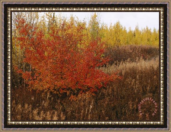 Raymond Gehman A Dwarf Birch Tree Shows Its Autumn Colors Framed Painting