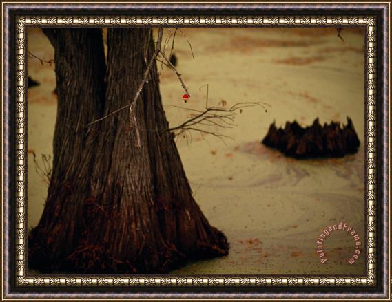 Raymond Gehman A Fishing Bobber Caught in The Branches of a Cypress Tree Framed Painting