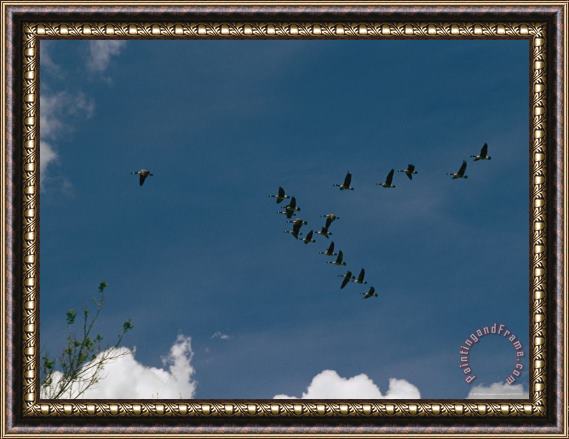 Raymond Gehman A Flock of Canada Geese Fly in Formation Above Wade Island Framed Painting
