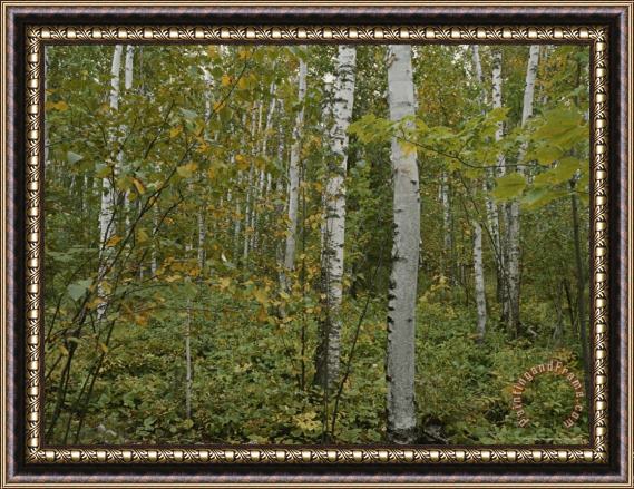 Raymond Gehman A Forest in The Apostle Islands Framed Painting