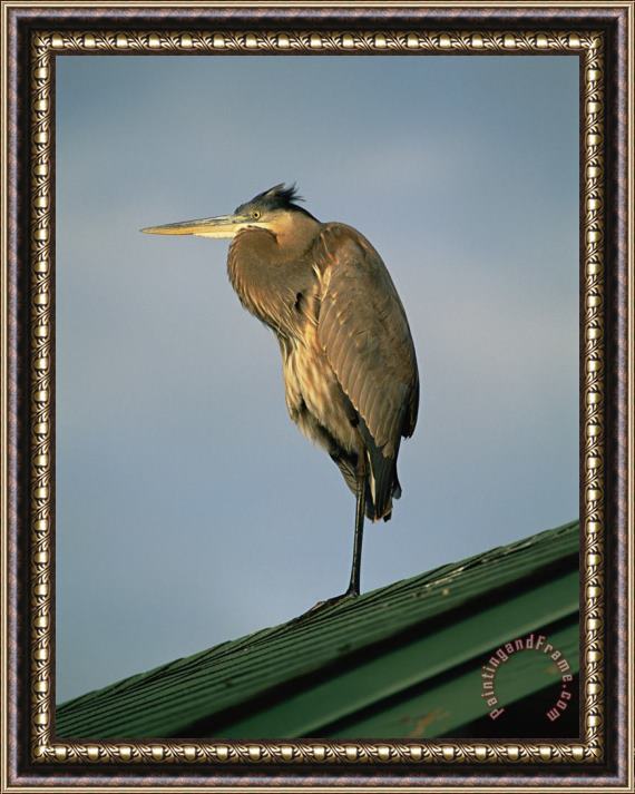 Raymond Gehman A Great Blue Heron Perches on a Rooftop in The Gulf Islands National Seashore Framed Painting