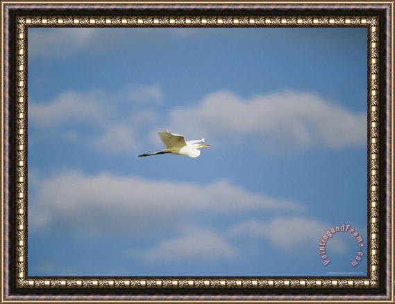 Raymond Gehman A Great Egret Flies Above The Bird Rookery on Wade Island Framed Painting