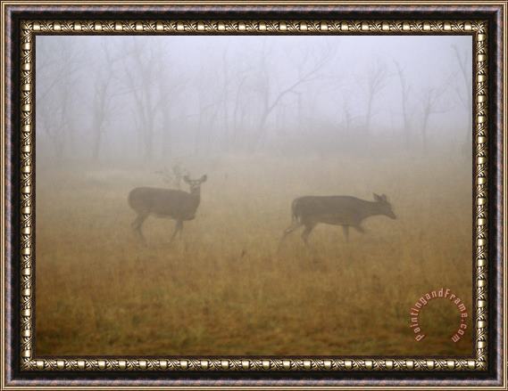 Raymond Gehman A Group of White Tailed Deer Does on a Foggy Morning Framed Painting