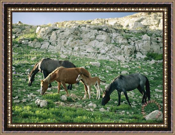 Raymond Gehman A Group of Wild Horses Graze in The Pryor Mountains Framed Print