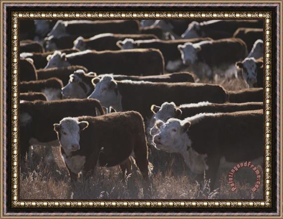 Raymond Gehman A Herd of Cattle on The Wyoming Range Framed Print