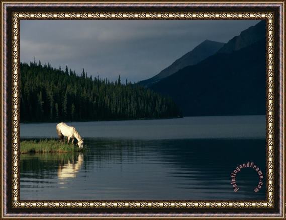 Raymond Gehman A Horse Drinks From a Lake Framed Painting