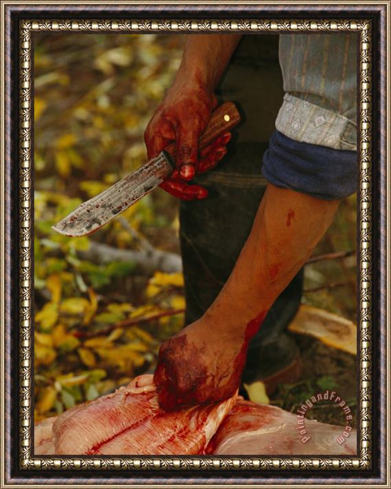Raymond Gehman A Hunter Butchers a Bull Moose That Will Feed His Family Framed Painting